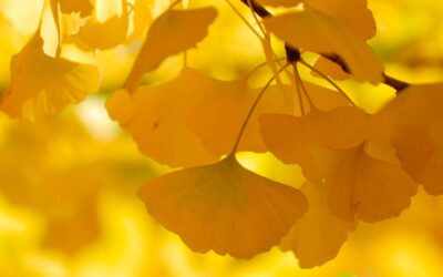 Ginkgo biloba: saiba para que serve