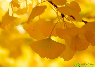 Ginkgo biloba