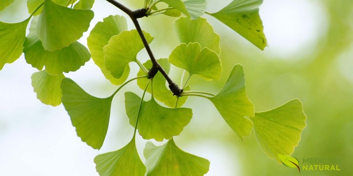 Incluído na RENISUS para tratamento de insuficiência cerebrovascular e declínio cognitivo. O SUS oferece o extrato padronizado de ginkgo como opção terapêutica para idosos com queixas de memória, promovendo envelhecimento saudável com acesso universal ao tratamento.