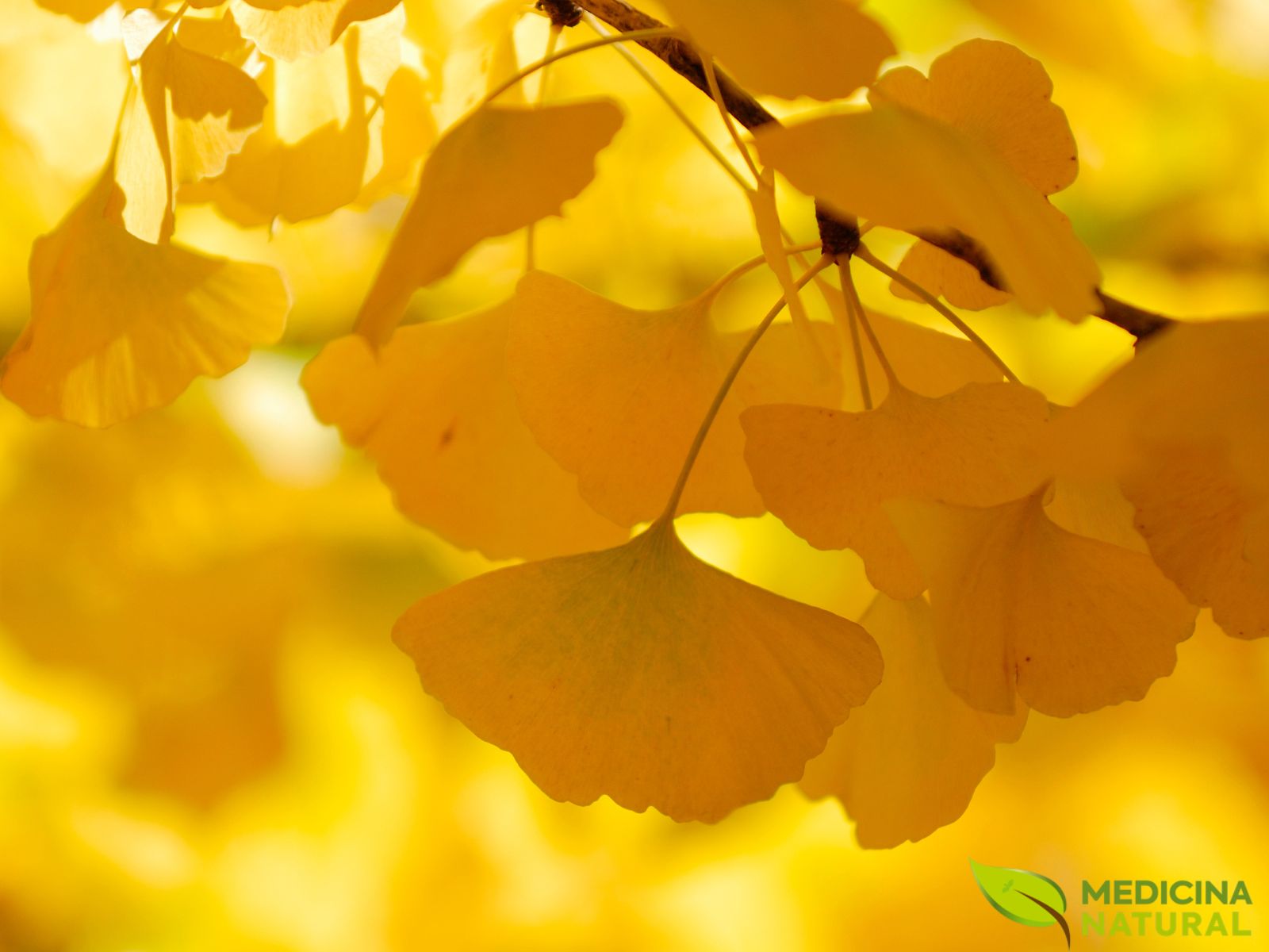 Ginkgo biloba