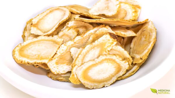Ginseng-americano -Panax quinquefolius