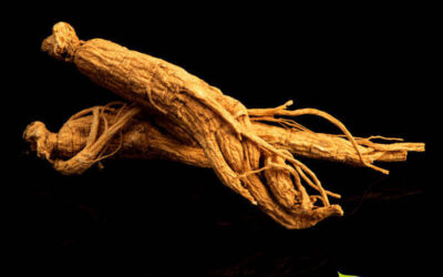 Ginseng-coreano (Panax): para que serve