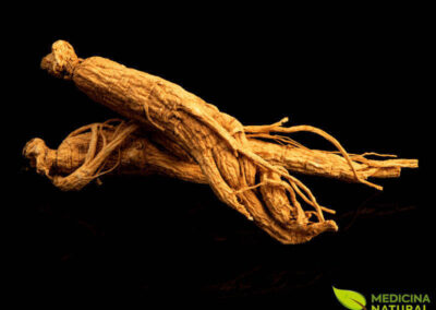 Ginseng-coreano - Panax ginseng