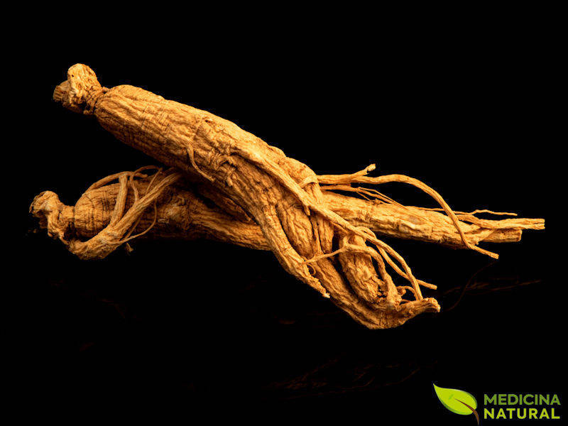 Ginseng-coreano - Panax ginseng