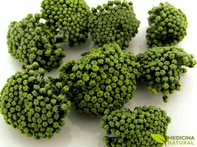 Panax pseudoginseng: saiba para que serve