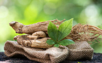 Ginseng-siberiano: saiba para que serve