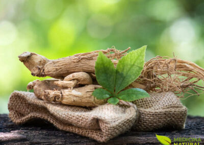 Ginseng-siberiano - Eleutherococcus senticosus