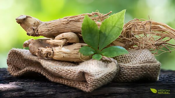 Ginseng-siberiano - Eleutherococcus senticosus