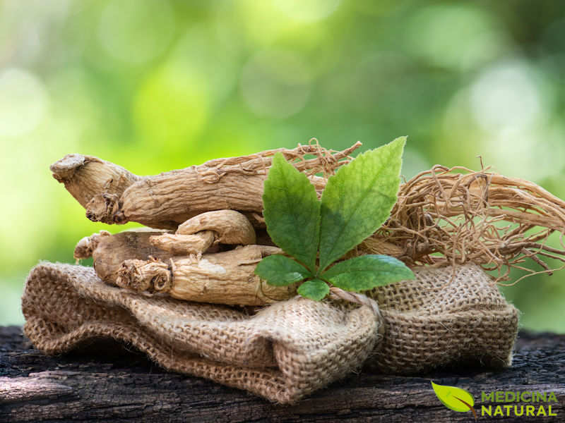 Ginseng-siberiano - Eleutherococcus senticosus