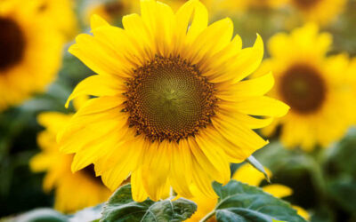 Girassol: saiba para que serve a flor