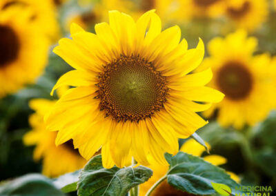 Girassol - Helianthus annuus