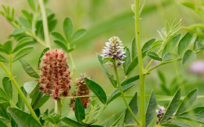 Glycyrrhiza glabra (RAIZ-DE-ALCAÇUZ)