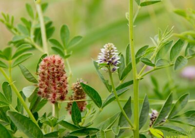 Glycyrrhiza Glabra -ALCAÇUZ