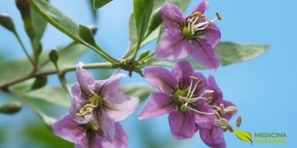 As delicadas flores roxas da planta goji berry, mostrando uma fase diferente do ciclo de vida da planta,  antes do surgimento dos frutos.