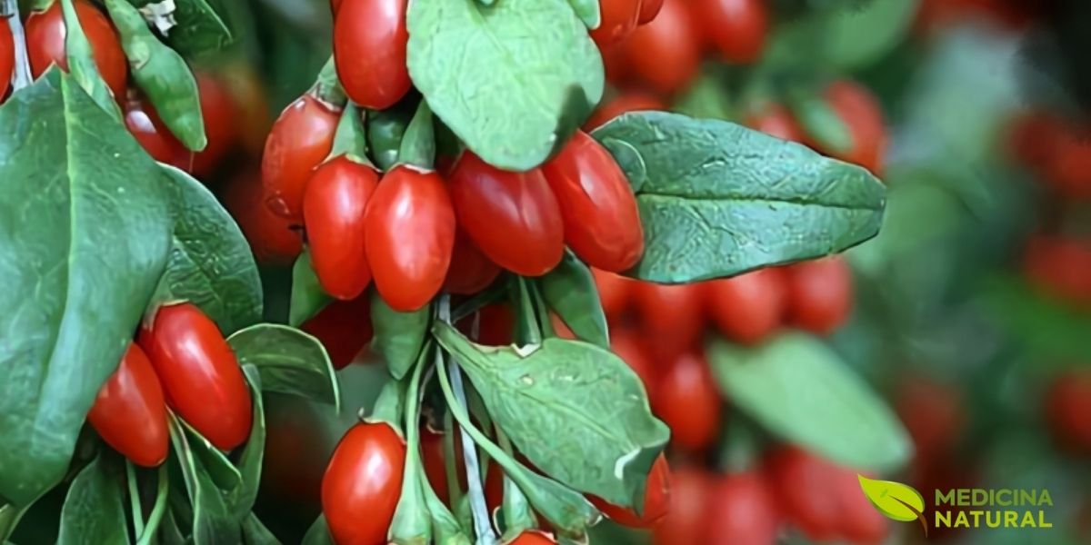 Goji berries frescas no galho, prontas para a colheita. Estas pequenas frutas vermelhas são conhecidas por seu sabor único, levemente doce e azedo, e por suas propriedades nutricionais que promovem a longevidade e o bem-estar geral, sendo um verdadeiro tesouro da medicina natural.