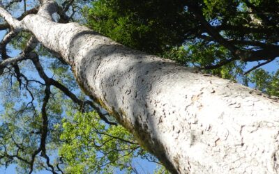 Apuleia leiocarpa – GARAPA, GARAPEIRA, GRÁPIA