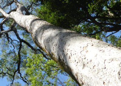 Apuleia leiocarpa - GARAPA, GARAPEIRA, GRÁPIA