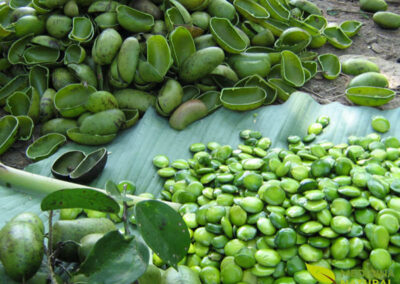 Griffonia simplicifolia