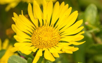 Grindelia robusta (GOMA-DE-GRINDELIA; GRINDÉLIA)