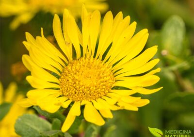Grindelia robusta - GOMA-DE-GRINDELIA; GRINDÉLIA.
