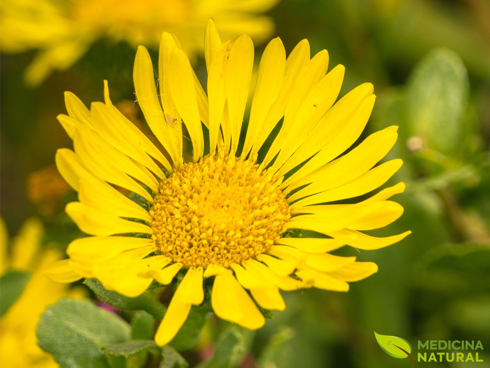 Grindelia robusta - GOMA-DE-GRINDELIA; GRINDÉLIA.