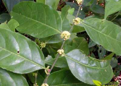 Guaçatonga - Casearia sylvestris