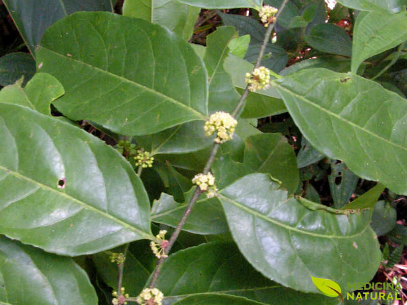 Guaçatonga - Casearia sylvestris