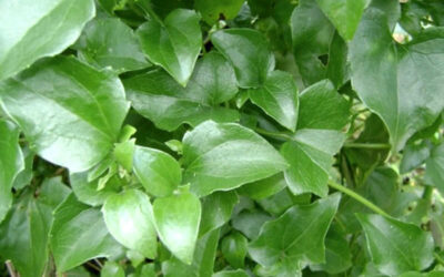 Guaco: saiba para que serve o xarope