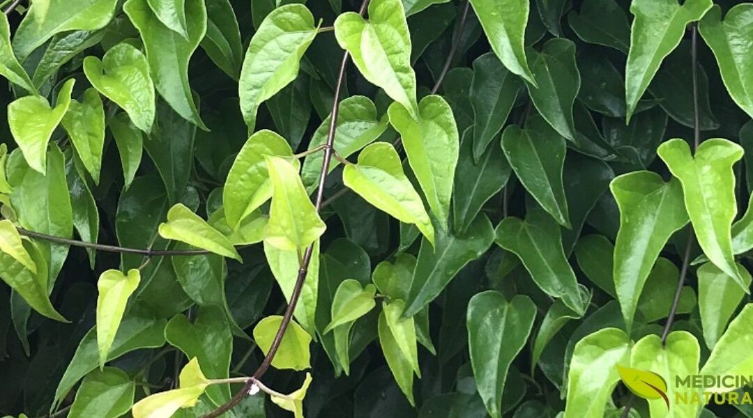 Chá de Guaco: Alívio Imediato para Gripes e Resfriados