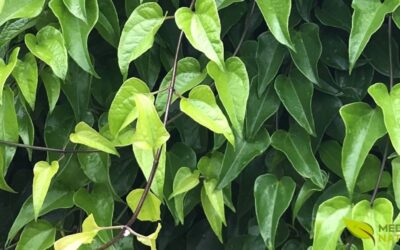 Chá de Guaco: Alívio Imediato para Gripes e Resfriados