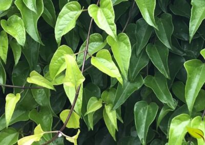 O guaco é a planta brasileira mais importante da RENISUS para doenças respiratórias. O xarope de guaco produzido pelo SUS trata tosses, bronquites e asma leve, sendo o fitoterápico mais prescrito na atenção básica e exemplo de sucesso da fitoterapia no sistema público.