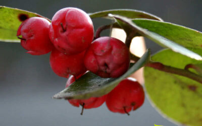 Gualtéria: benefícios do óleo essencial