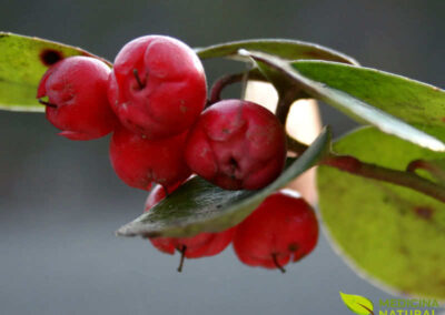 Gualtéria - Gaultheria procumbens