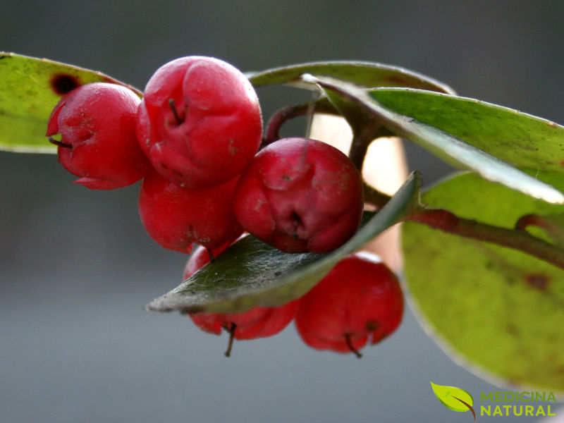 Gualtéria - Gaultheria procumbens