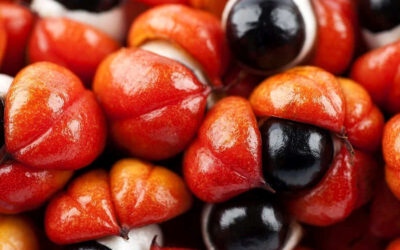 Guaraná: saiba para que serve o fruto