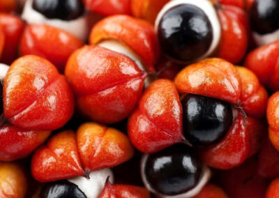 Guaraná - Paullinia cupana