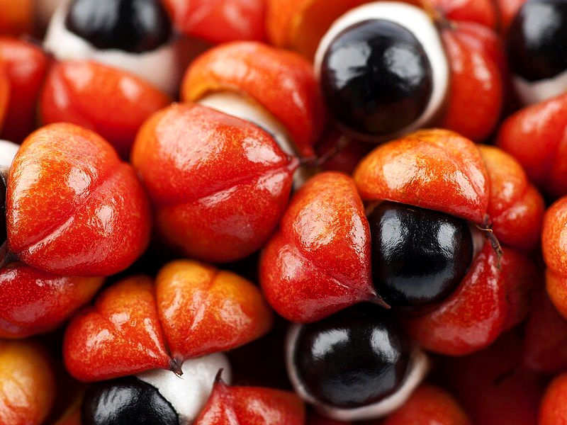 Guaraná: saiba para que serve o fruto