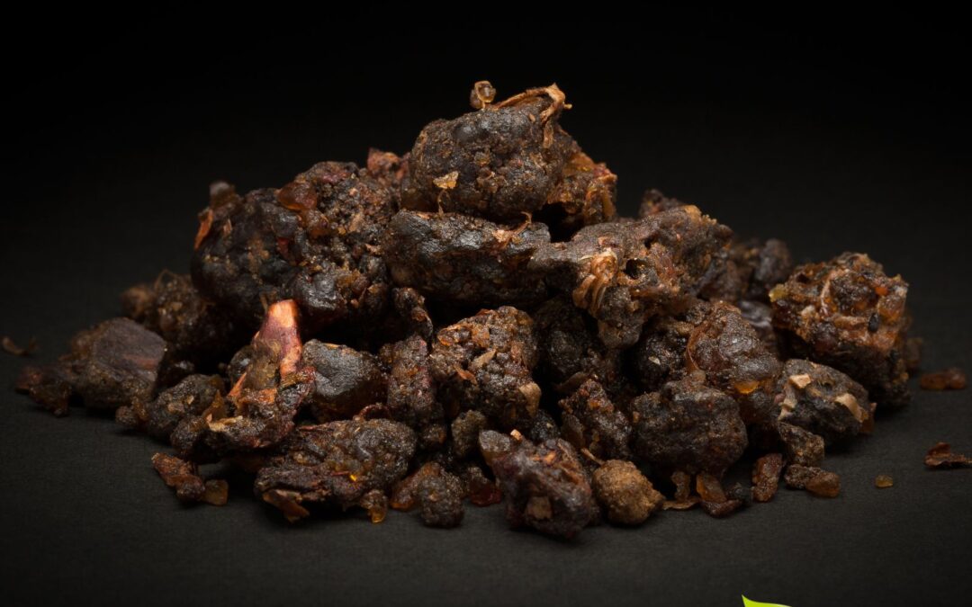 Commiphora mukul – GUGGUL; GUGGULU