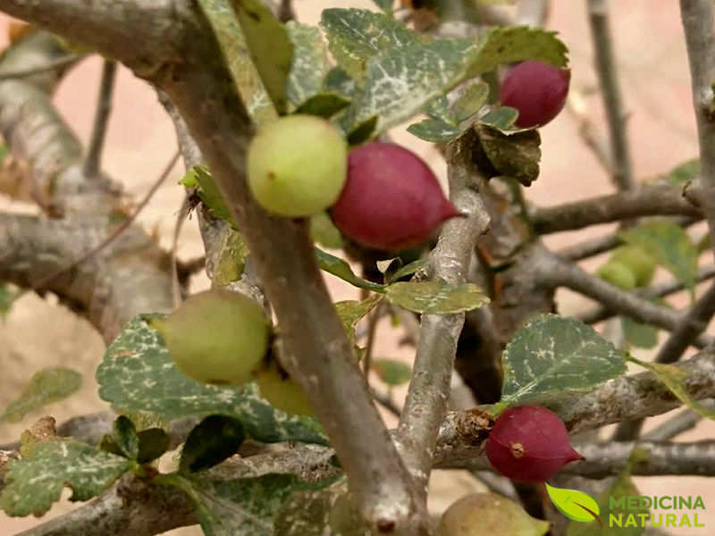 Guggul - Commiphora wightii