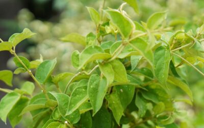 Gymnema sylvestre: saiba para que serve