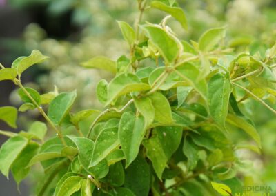 Gymnema sylvestre