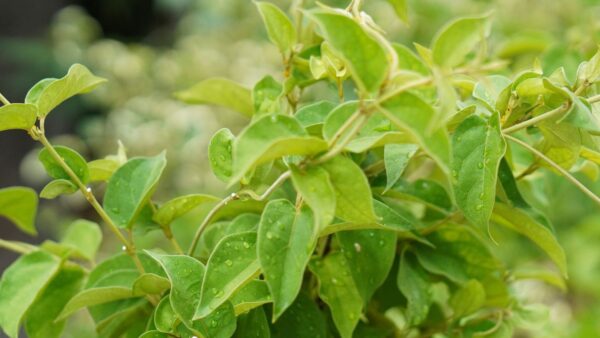 Gymnema sylvestre