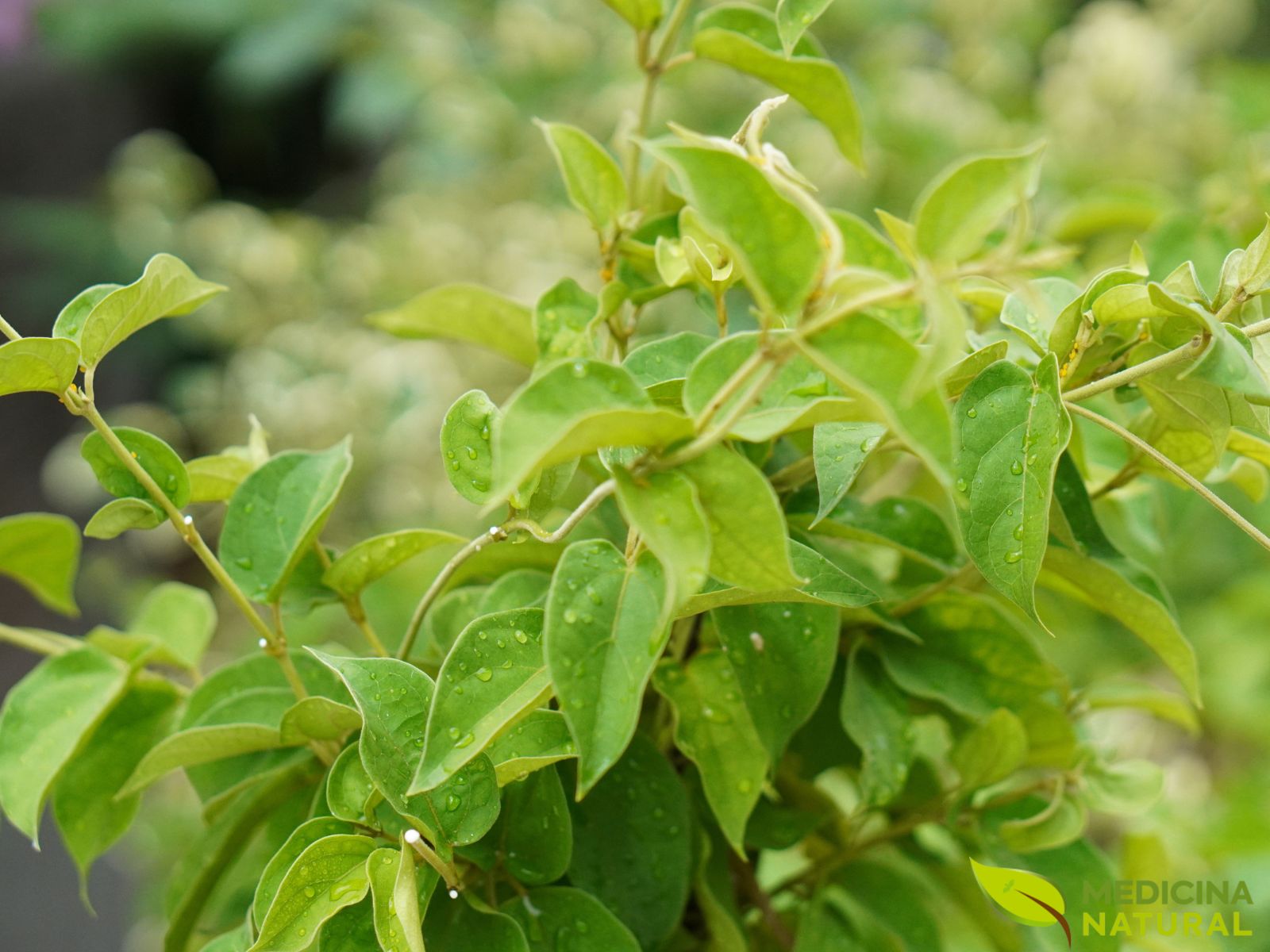 Gymnema sylvestre