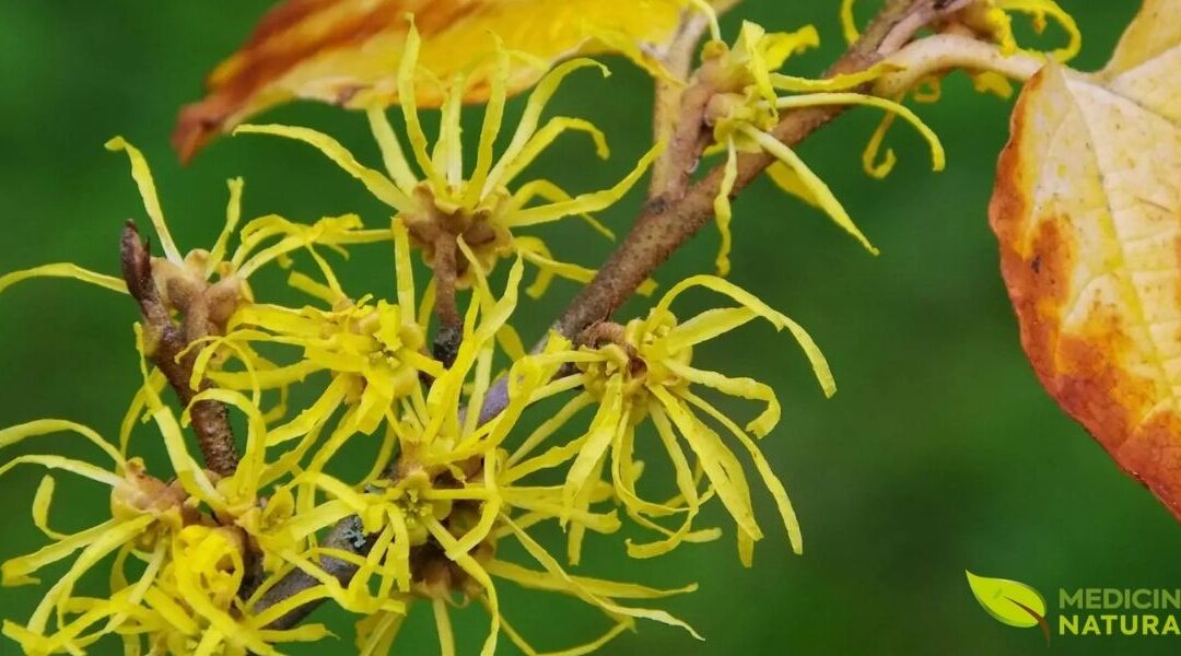 Hamamélis: Guia Completo da Planta Medicinal Para a Pele