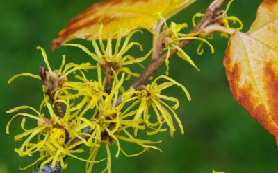 Hamamelis virginiana (HAMAMÉLIS)