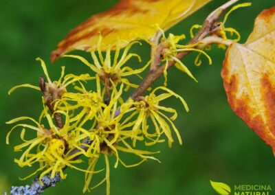 Hamamelis virginiana (HAMAMÉLIS)
