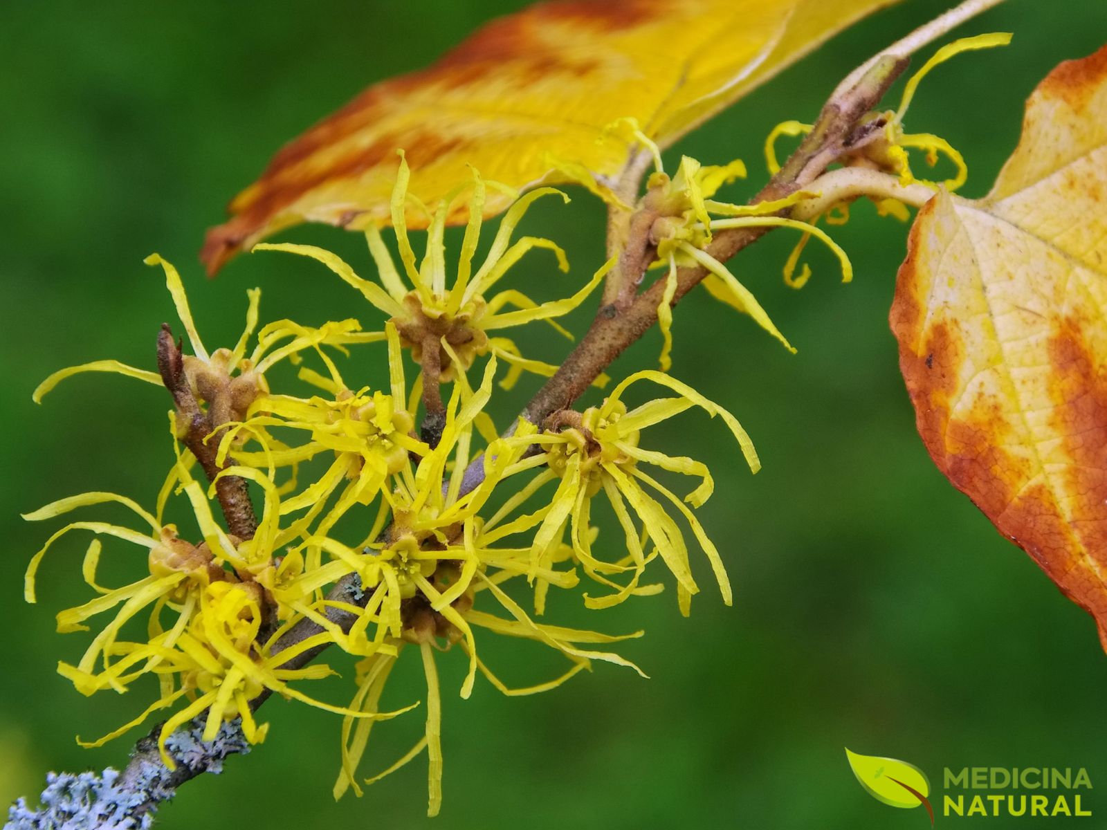 Hamamelis virginiana (HAMAMÉLIS)