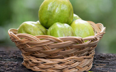 Haritaki (Terminalia chebula): para que serve