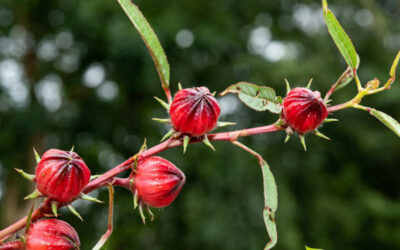 Hibisco: saiba para que serve o chá