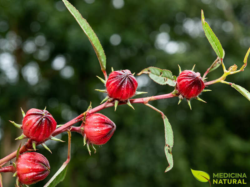 Hibisco: saiba para que serve o chá